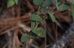 Fourpetal St. Johnswort